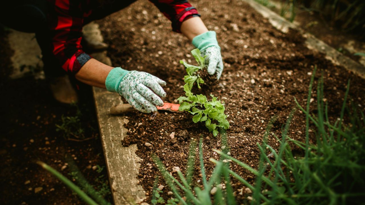 Square Foot Gardening Chart: A Beginner's Guide