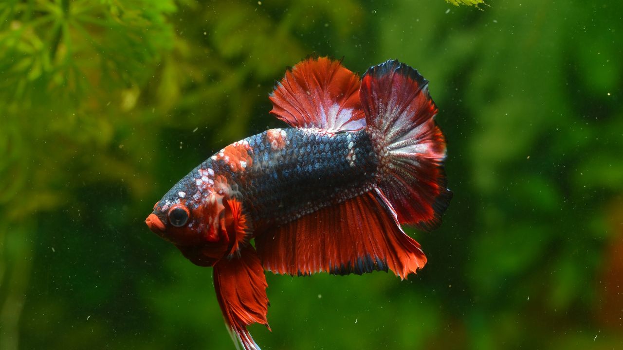 Aquarium Glass Thickness Calculator